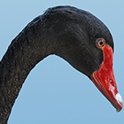 black swan us debt 800 billion featured