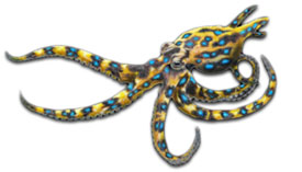 Blue Ringed Octopus