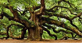 CA Oak Tree