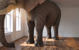 Elephant in the Room