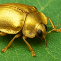 The Gold Bugs Are Right!