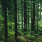 Seeing the Forest for the Trees featured